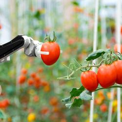 Robot in a tomato greenhouse